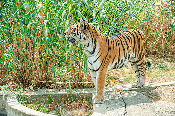 Amur Tiger (Pantera tigris altaica)