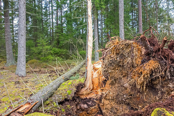 istock Fallen trees and uprooted tree after a storm in a forest 2207916467