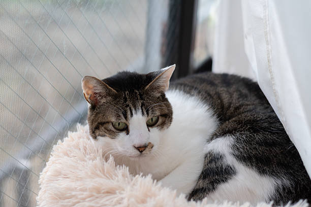 Cute cat relaxing by the window