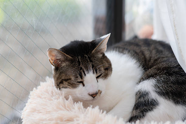 istock Cute cat relaxing by the window 2207916530