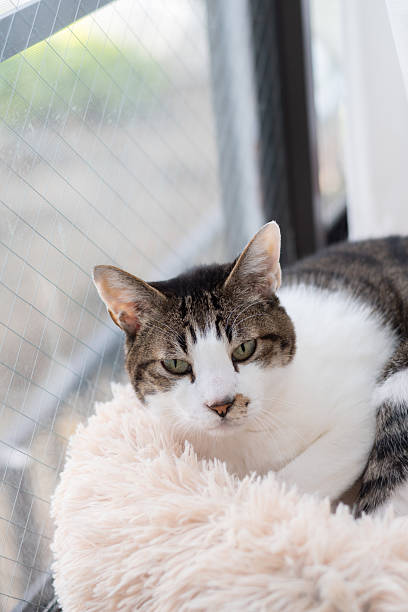 istock Cute cat relaxing by the window 2207916547