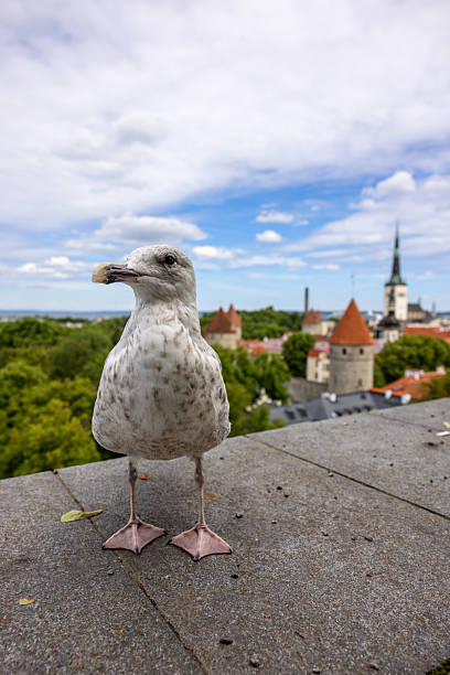 istock The seagull on Patkuli Viewing Platform and eautiful view to the old town on the background, Tallinn, Estonia 2207917149