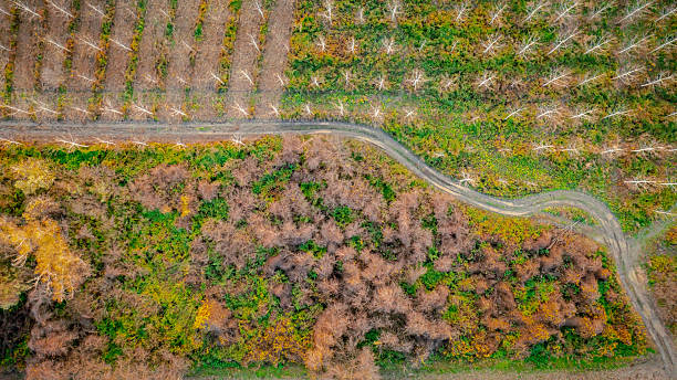istock Aerial view over landscape vegetation, plot of forest trees plantation 2207917469