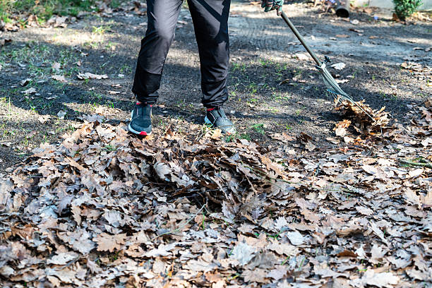 istock cleaning old leaves from the lawn after winter in spring 2207918185