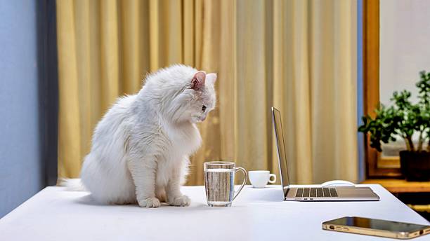 istock Angora cat, sitting on the table wants to drink water from his owner's cup 2207918936