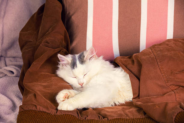Cute sleeping white longhair cat covered with a brown blanket. The cat lying in bed