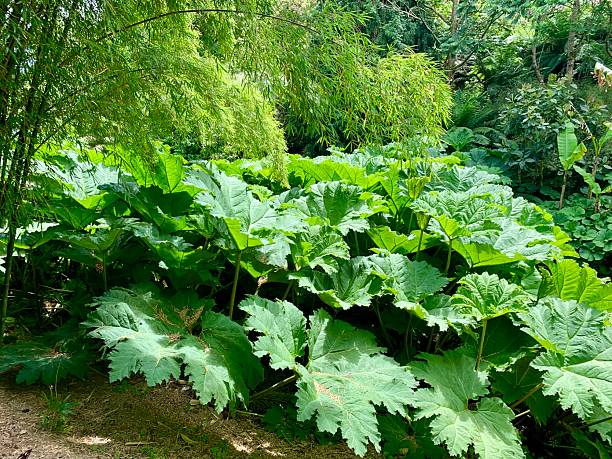 istock Giant gunnera plant in summer 2207921392