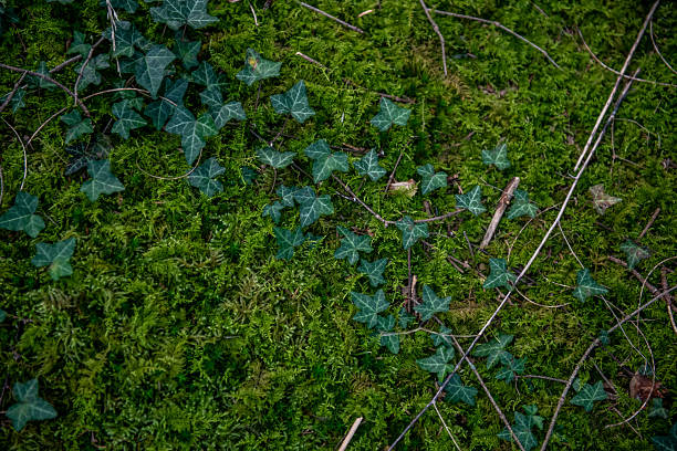 Ivy on moss in the forest