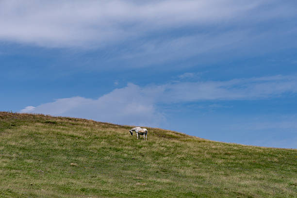 On the first day of the Camino de Santiago, it is dawn before the sun rises in the Pyrenees.