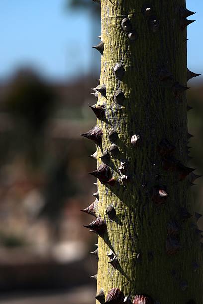Close-up of a thorny tree trunk in sunny Motril, Spain, showcasing texture and detail