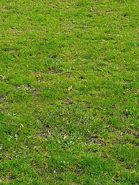 istock Bright green grass, creating a natural, vibrant background for any project. Soft blades of grass convey a feeling of freshness 2207925205