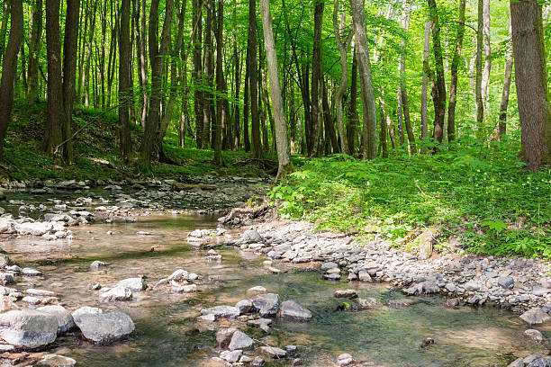 shallow creek in the forest. green park outdoors with foliage trees on the shore in spring. nature environment with roots and stone in the water. landscape in morning dappled light