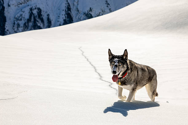 Husky dog moving through untouched snowy terrain in a remote high mountain wilderness area