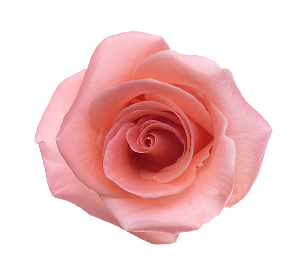 istock Rose of light coral color isolated on white background. Selective focus. 2207926427