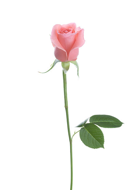 istock Pale pink Rose isolated on white background. 2207927415