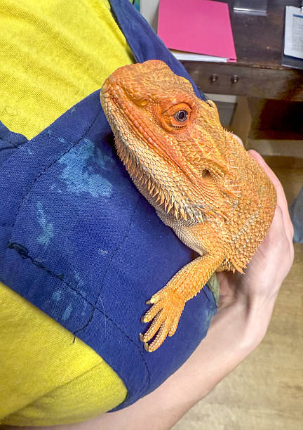 istock Pet Bearded dragon in woman;s arms 2207928171