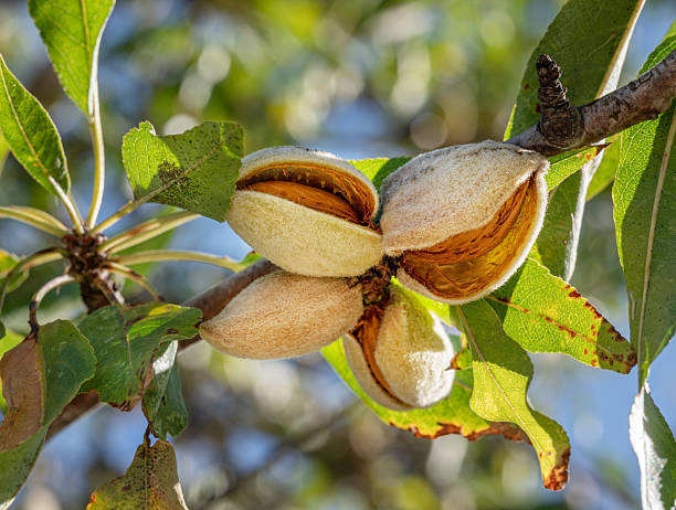 istock Almond nuts on almond tree close up. Blue sky at the background. 2207928509
