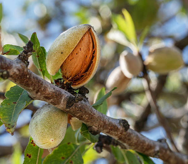 istock Almond nuts on almond tree close up. Blue sky at the background. 2207928510