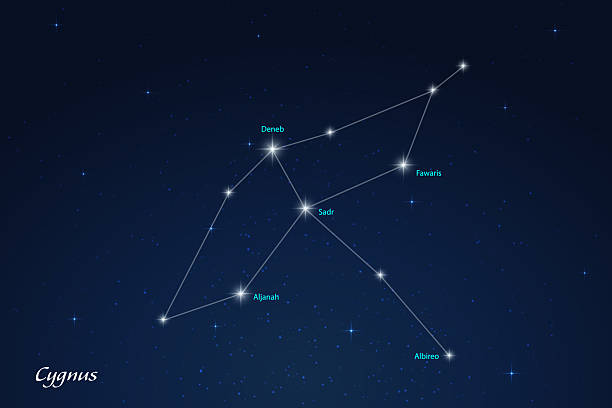 Cygnus Constellation with Star Names in Night Sky Cygnus constellation featuring labeled stars in a glowing, star filled night sky. constellation cygnus stock illustrations