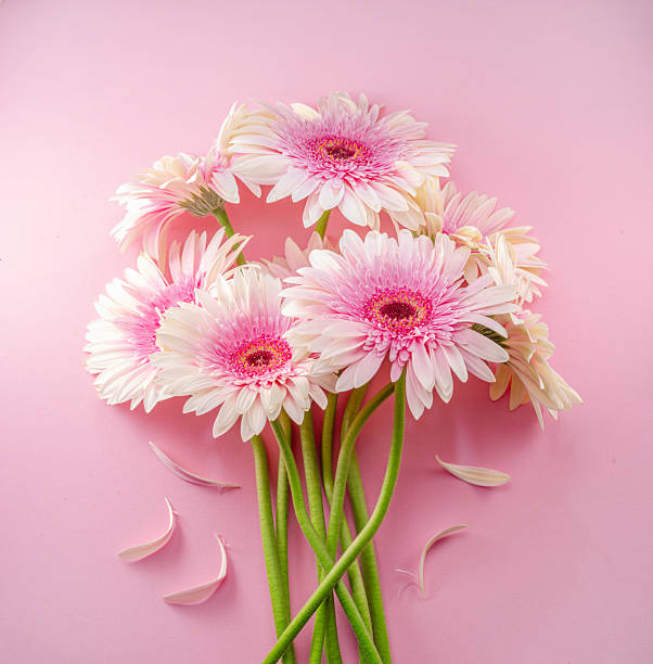 Pink gerbera flowers bouquet on pink background.