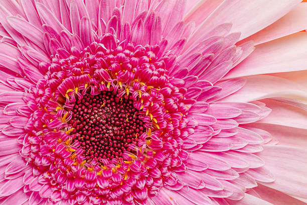 istock Delicate pale pink gerbera flower with a bright pink center, close up. 2207928845