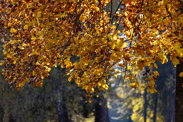 Golden autumn leaves illuminated by warm sunlight, hanging from a tree branch against a backdrop of lush green foliage, capturing the essence of a serene fall day.