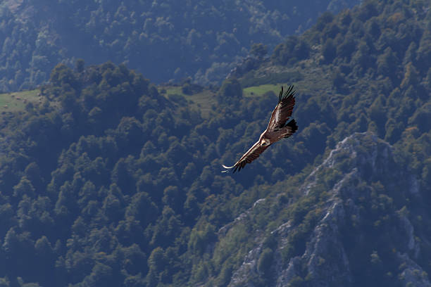 Big Griffon vulture flying over a rocky mountain, with forest in the background.