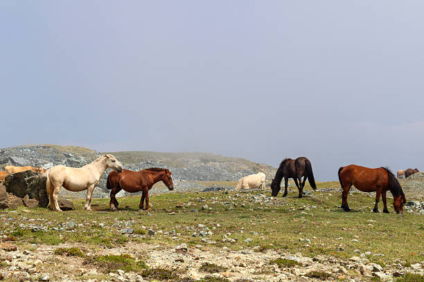 Landscape view of Horse grazing on the Mountain hill in Manag, Nepal.