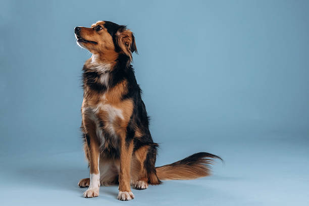 istock Sitting, relaxed. A beautiful mixed-breed dog against a light blue background 2207932776