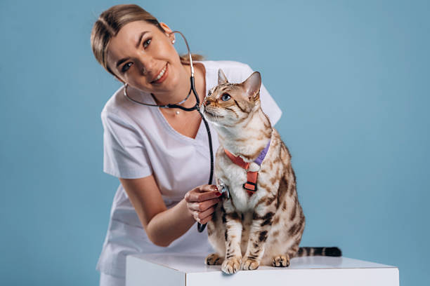 istock Using stethoscope. Female veterinarian is with Bengal cat 2207932841