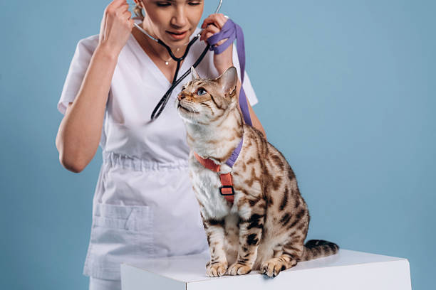 istock Using stethoscope. Female veterinarian is with Bengal cat 2207932847