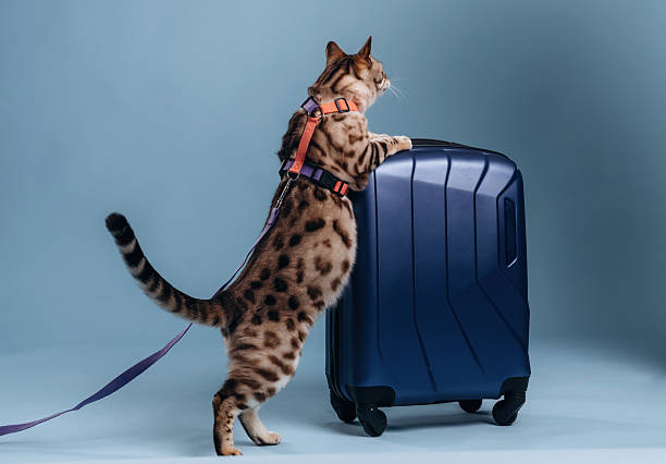 istock Playing with the suitcase. Beautiful Bengal cat against a light blue background 2207932951