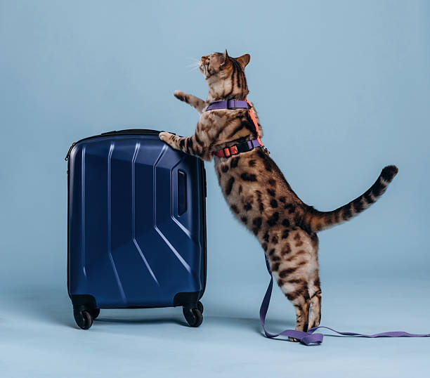 Playing with the suitcase. Beautiful Bengal cat against a light blue background