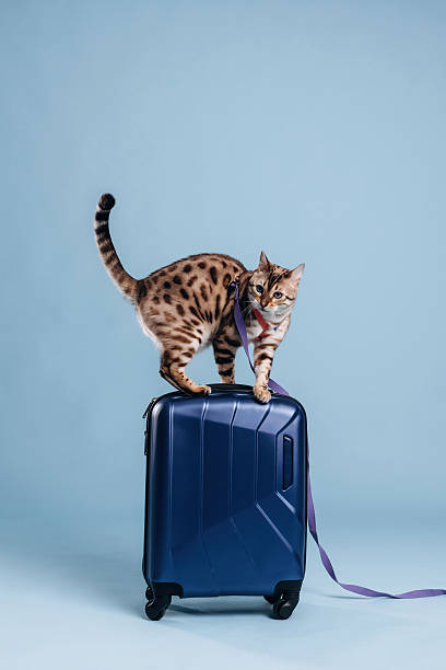 istock Playing with the suitcase. Beautiful Bengal cat against a light blue background 2207932971
