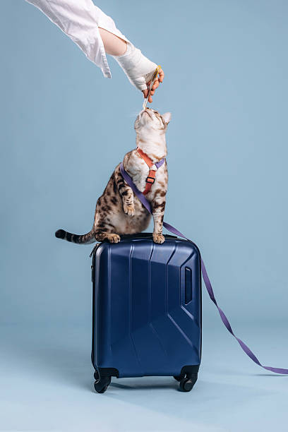istock Eating sweets from woman's hand. Beautiful Bengal cat against a light blue background 2207932972