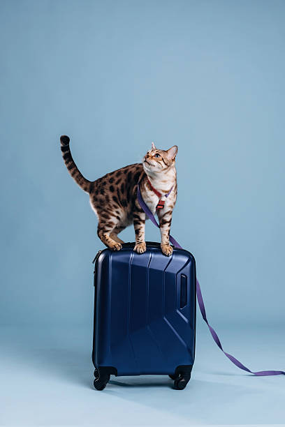 istock On top of suitcase. Beautiful Bengal cat against a light blue background 2207932974