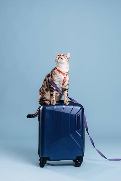istock On top of suitcase. Beautiful Bengal cat against a light blue background 2207932980