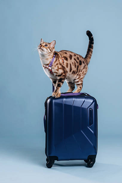 istock On top of suitcase. Beautiful Bengal cat against a light blue background 2207932992