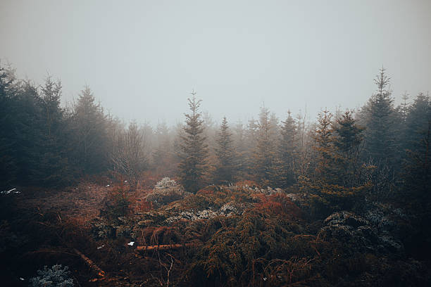 Misty Autumn burned nature in the Black Forest in Germany. High quality photo