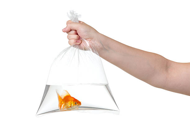 istock A woman's hand holds a clear plastic bag filled with water, containing a small orange goldfish, isolated on white background. File contains a path to isolation. 2207933996