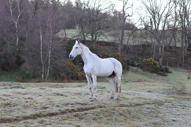 istock Grey horse standing in a field 2207934416