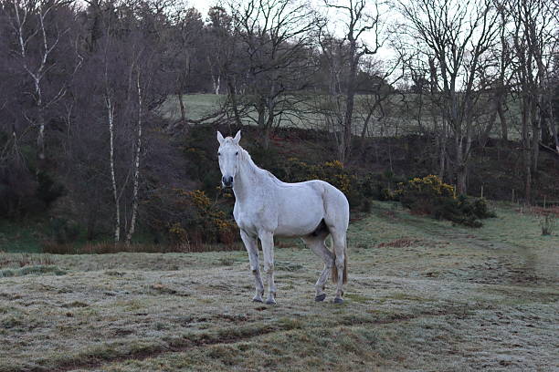 istock Grey horse standing in a field 2207934433