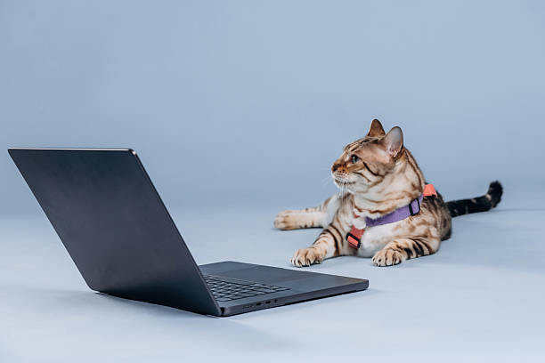 istock Laying down by the laptop. Beautiful Bengal cat against a light blue background 2207935765