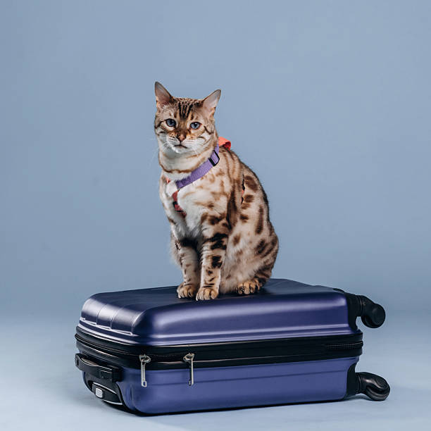 istock Suitcase is on the floor. Beautiful Bengal cat against a light blue background 2207935775