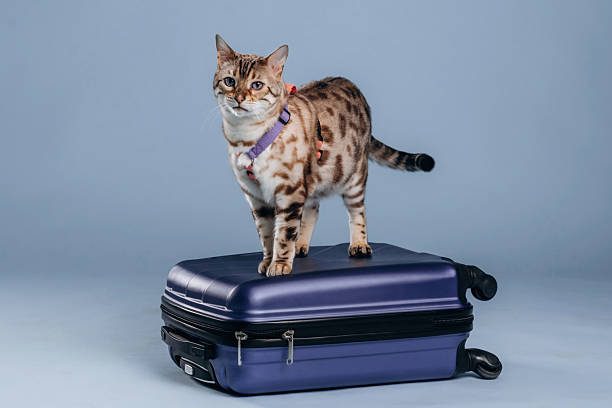 istock Suitcase is on the floor. Beautiful Bengal cat against a light blue background 2207935780