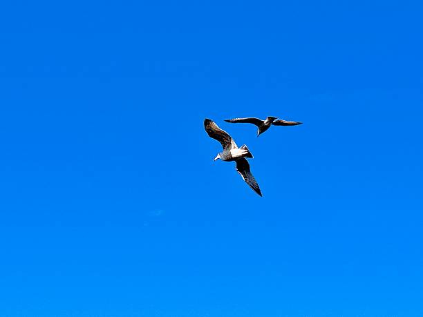 Two Herring Gull sea birds flying in clear blue sky