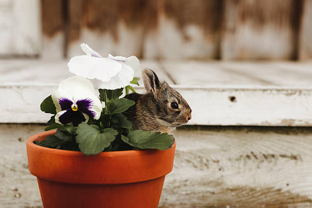 A baby cottontail rabbit in a clay flower pot with pansies. Shot with a 5D Mark IV.