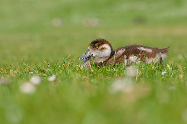 Two cute Mallard ducklings in springtime, North Yorkshire, United Kingdom. Mallard or wild duck (Anas platyrhynchos)