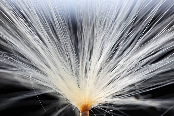 A stunning close-up of a delicate white dandelion seed fluff, showcasing intricate details and textures against a dark backdrop. Perfect for nature themes.