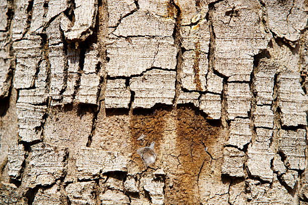 Detailed Texture of Natural Bark Surface with Cracks and Patterns